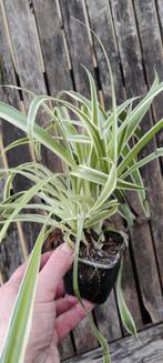 Verschillende kamerplanten, kunnen in de zomer buiten staan, Ophalen