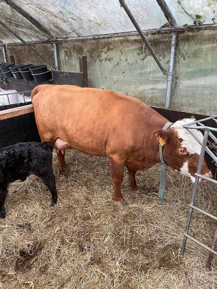 Mini Hereford x Dexter vaars, Dieren en Toebehoren, Runderen, Vrouwelijk, 3 tot 6 jaar
