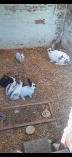 Jonge konijnen, Dieren en Toebehoren, Konijnen