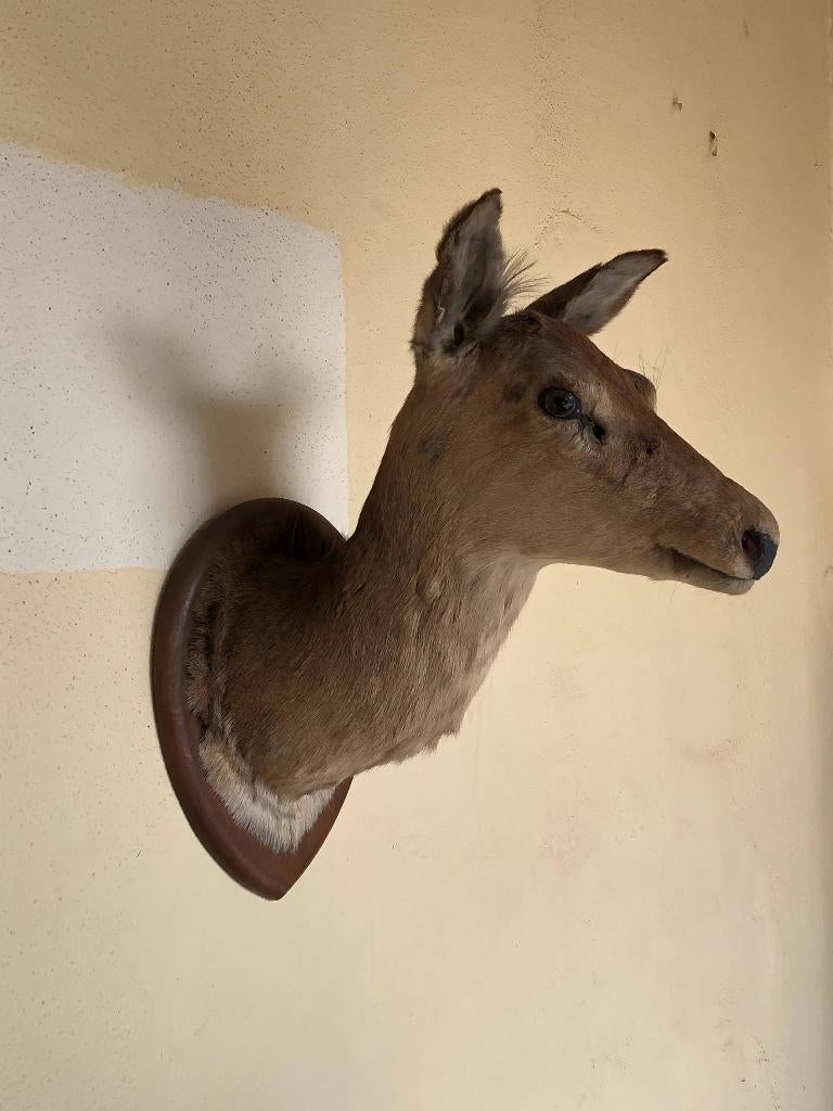 taxidermie hinde, Ophalen, Gebruikt