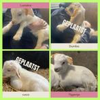 Melkfleslammetjes (bokjes) van melkgeitjes, Dieren en Toebehoren, Schapen, Geiten en Varkens, Mannelijk, Geit, 0 tot 2 jaar