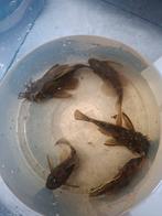 Kweekgroep ancistrussen, Dieren en Toebehoren