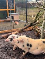 2 zusjes Göttinger minivarkens., Dieren en Toebehoren, Schapen, Geiten en Varkens