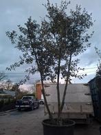 Steeneik, Tuin en Terras, Ophalen