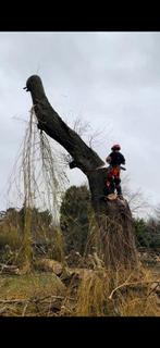 Bucheron élagueur DEVIS GRATUIT, Enlèvement