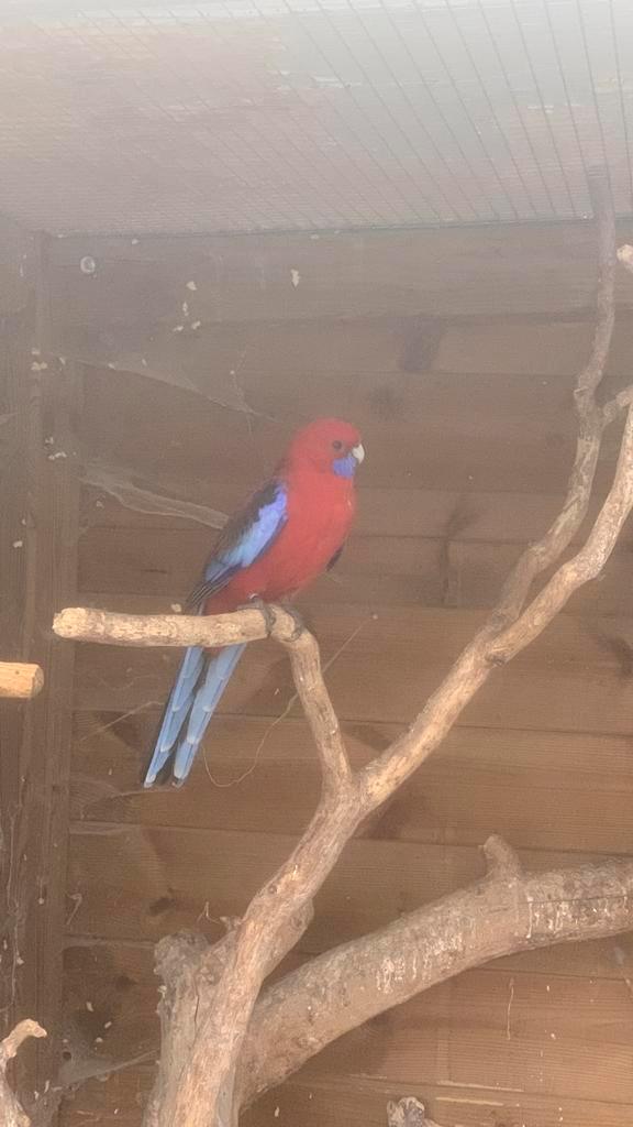 Penanten, Dieren en Toebehoren, Vogels | Parkieten en Papegaaien, Parkiet, Meerdere dieren, Geringd
