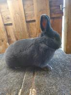 Blauwe Wener voedster, Dieren en Toebehoren, Konijnen, Vrouwelijk, Middelgroot, 0 tot 2 jaar