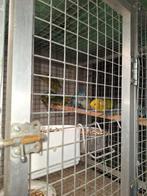 Catharina parkieten, Meerdere dieren, Parkiet, Geringd