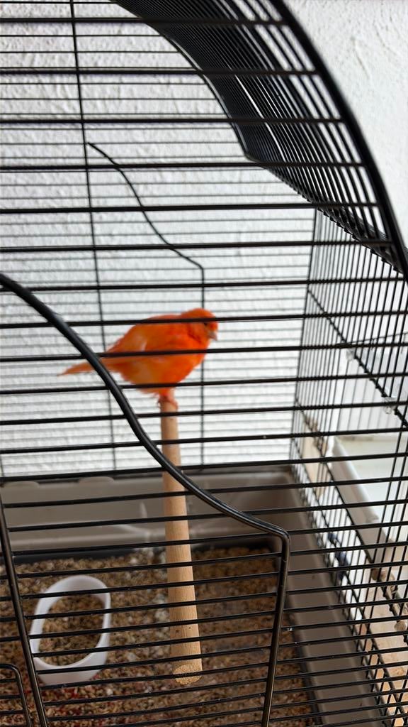 Rood kanarie te koop, Dieren en Toebehoren, Vrouwelijk, Kleurkanarie