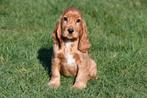 Engelse Cocker Spaniël pups te koop, Dieren en Toebehoren, 15 weken tot 1 jaar, Buitenland, Parvo, Meerdere