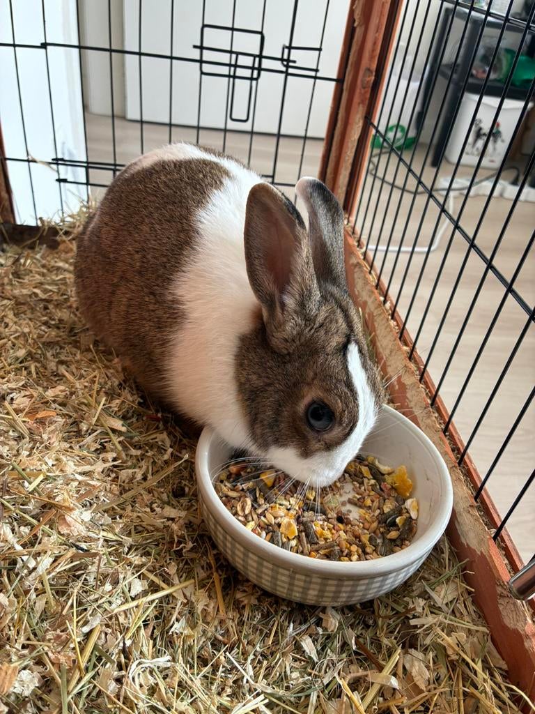 Konijn, Dieren en Toebehoren, Vrouwelijk, Middelgroot, 0 tot 2 jaar