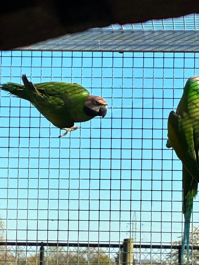 Perruche Pop à poitrine rose '25, Femelle, Perruche, Bagué