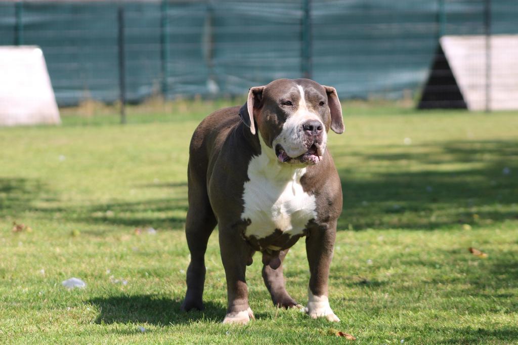 American Bully, Animaux & Accessoires, Chiens | Bouledogues, Pinschers & Molossoïdes, Chienne, Autres races, Éleveur | Professionnel