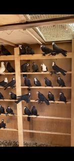 Iraaks duiven, Dieren en Toebehoren, Vogels | Duiven