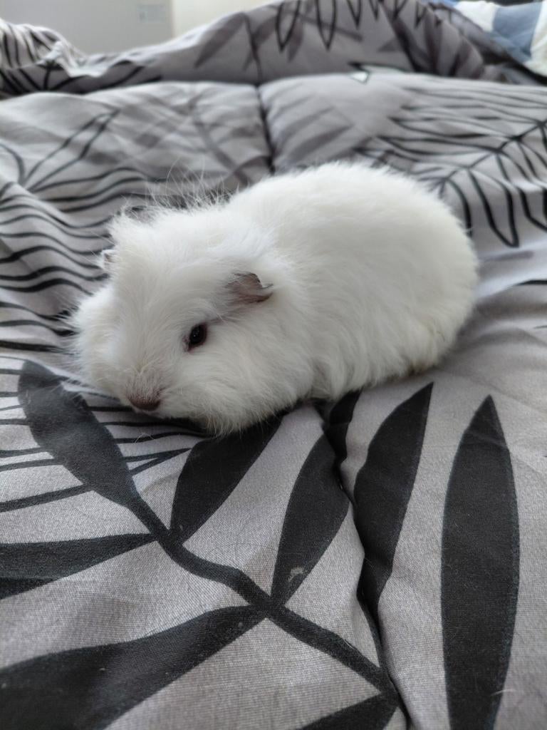 Cavia,  cobaye ch teddy mâle, Animaux & Accessoires, Février, Mâle, Cobaye