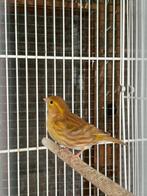 Sijs x kanarie, Meerdere dieren, Bastaard