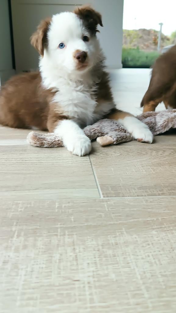 Mini American Shepherd - Mini aussie, Parvo, België, Particulier, Overige rassen