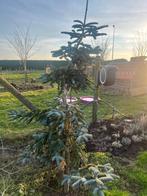 2 blauwe sparren, Ophalen, 250 cm of meer