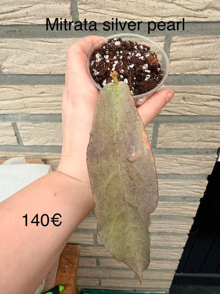 Hoya mitrata silver pearl rare, Huis en Inrichting, Kamerplanten, Ophalen of Verzenden