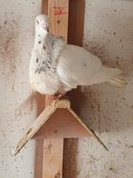 Gorguero Spaanse kropper, Dieren en Toebehoren, Meerdere dieren, Kropper