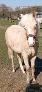 Mooi APHA merrie veulen, perlino-palomino bleu eyes., Dieren en Toebehoren, Merrie