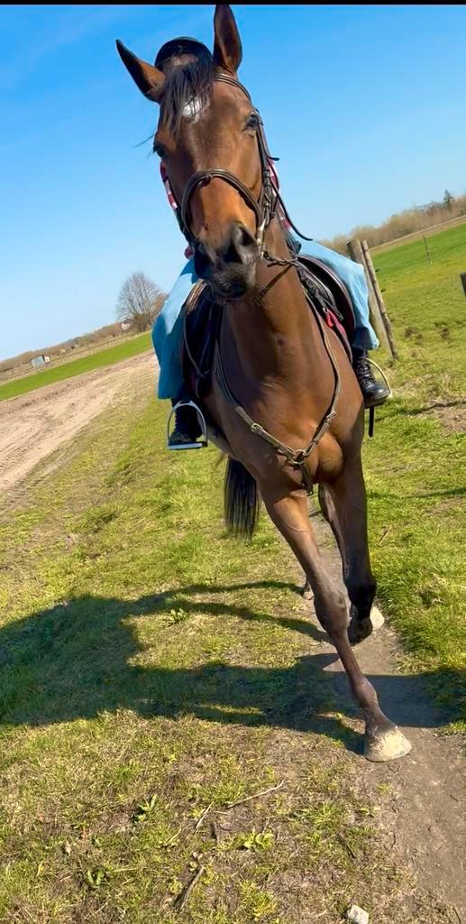 Super lieve merrie normale prijs, Dieren en Toebehoren, Paarden, Merrie, B, 160 tot 165 cm, 3 tot 6 jaar, Recreatiepaard, Gechipt