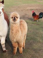 Alpaca merrie, Août, Femelle