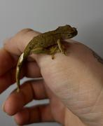 Gecko à cils pour bébé, Lézard, 0 à 2 ans