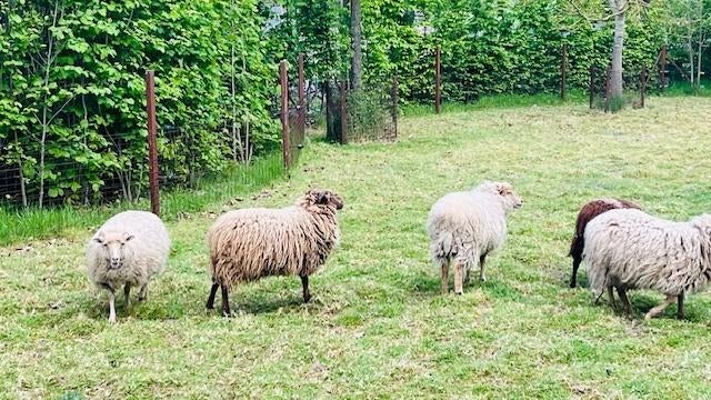 6 tamme oussant bokken waarvan 5 gecastreerd, Plusieurs animaux, Mouton, 0 à 2 ans