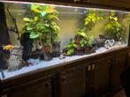 Aquarium - zoetwater aquarium, Enlèvement, Comme neuf, Aquarium d'eau douce rempli