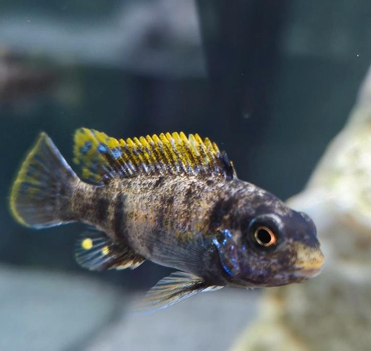 Labeotropheus trewavasae sur des cichlidés du Malawi, Animaux & Accessoires, Poissons | Poissons d'aquarium, Poisson d'eau douce