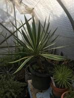 Yucca Gloriosa variegata, Tuin en Terras, Volle zon, Vaste plant, Zomer, Ophalen