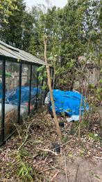 Terapanax, 100 à 250 cm, Autres espèces, Enlèvement, Été