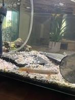 aquarium 60l avec 7 cichlides et une anguille, Enlèvement, Comme neuf, Aquarium d'eau douce rempli