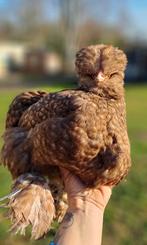 Broedeieren zijdehoen 2 euro, Poule ou poulet