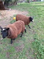 Zwartbles ooien te koop 1 jaar, Dieren en Toebehoren, Vrouwelijk, Schaap, 0 tot 2 jaar