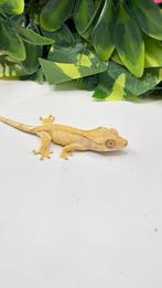Gecko a crete wimpergekko, Animaux & Accessoires, Reptiles & Amphibiens