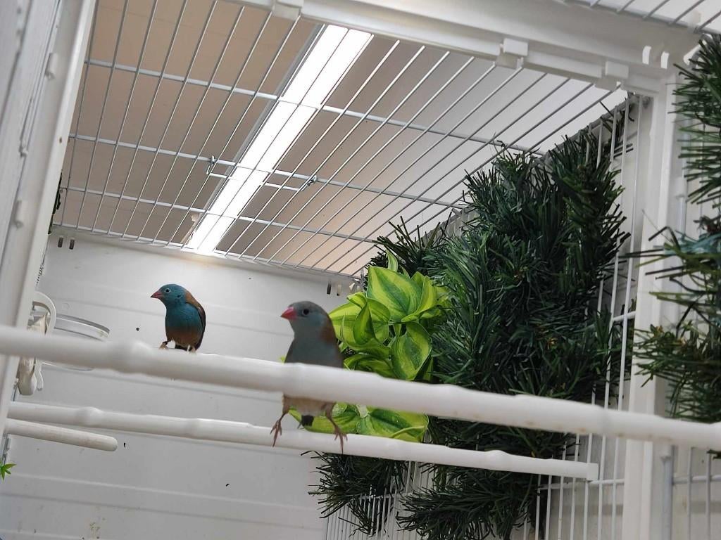 Blauwkop blauwfazantjes, Dieren en Toebehoren, Vogels | Overige Vogels, Meerdere dieren, Tropenvogel, Geringd