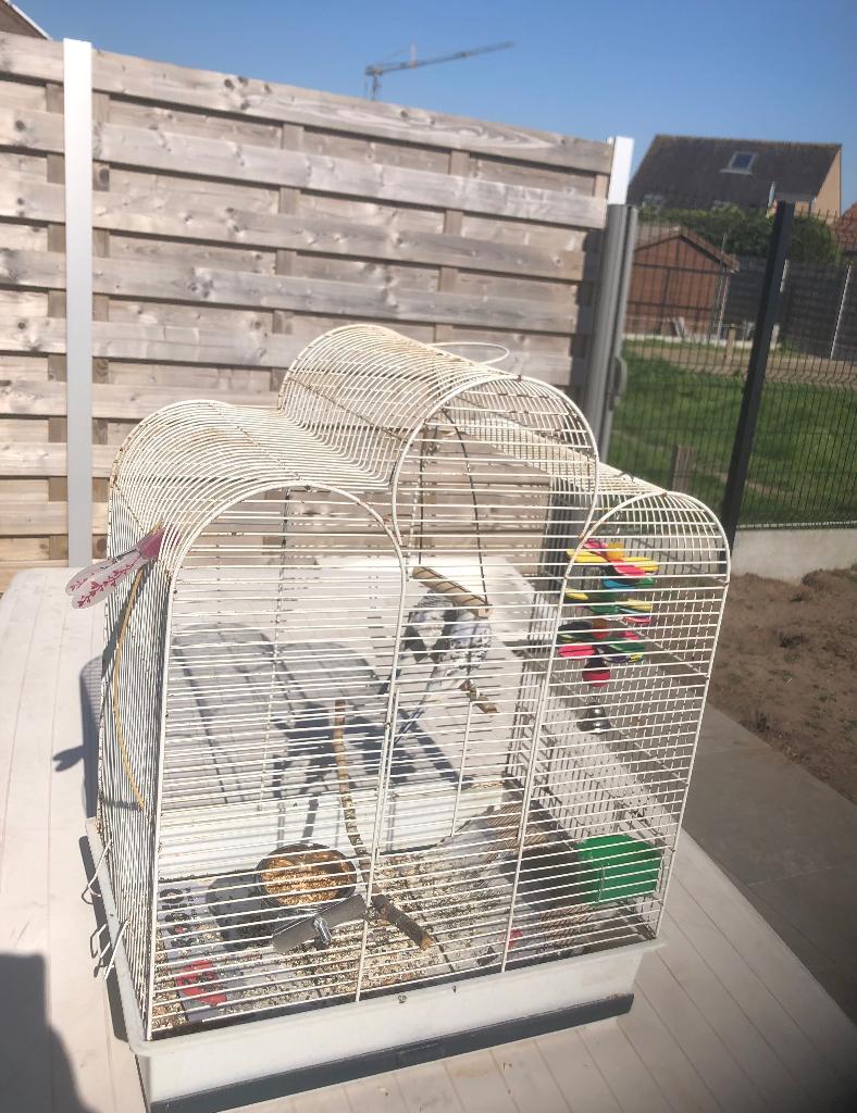 A vendre 2 perruches mâle + cage, Mâle, Perruche