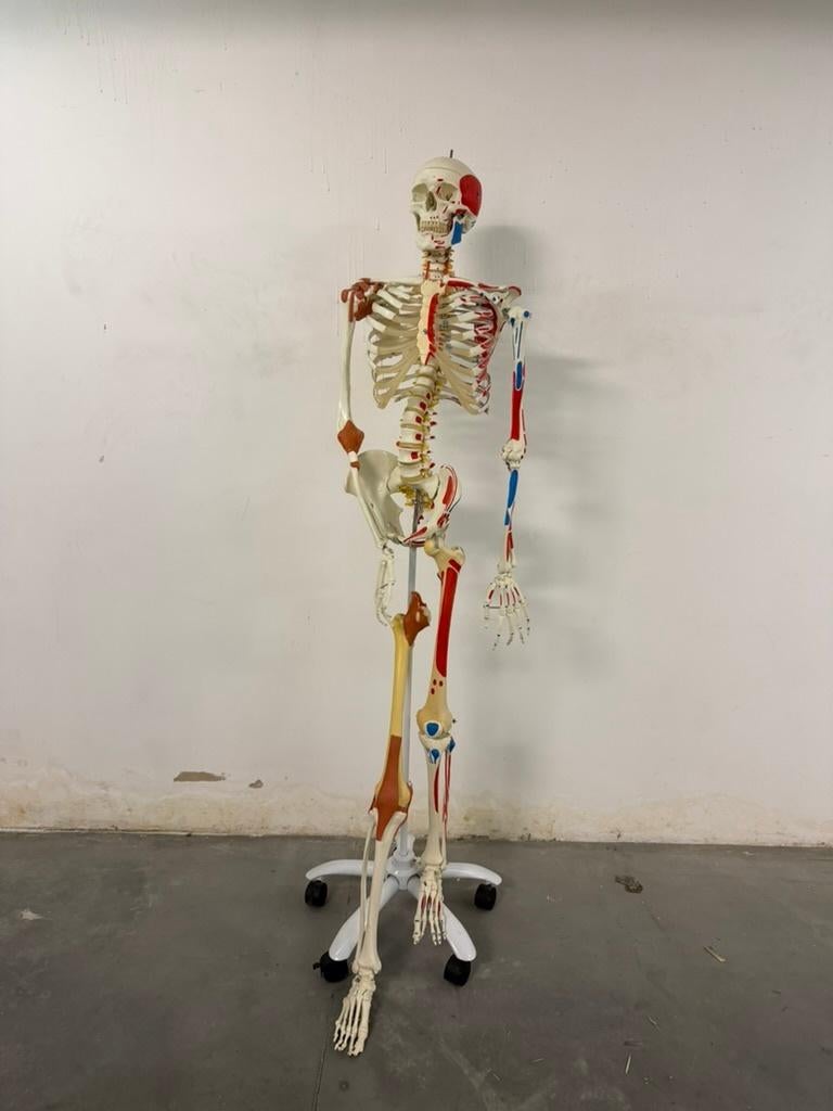 Anatomisch menselijk skelet, Diversen, Schoolbenodigdheden, Gebruikt, Ophalen