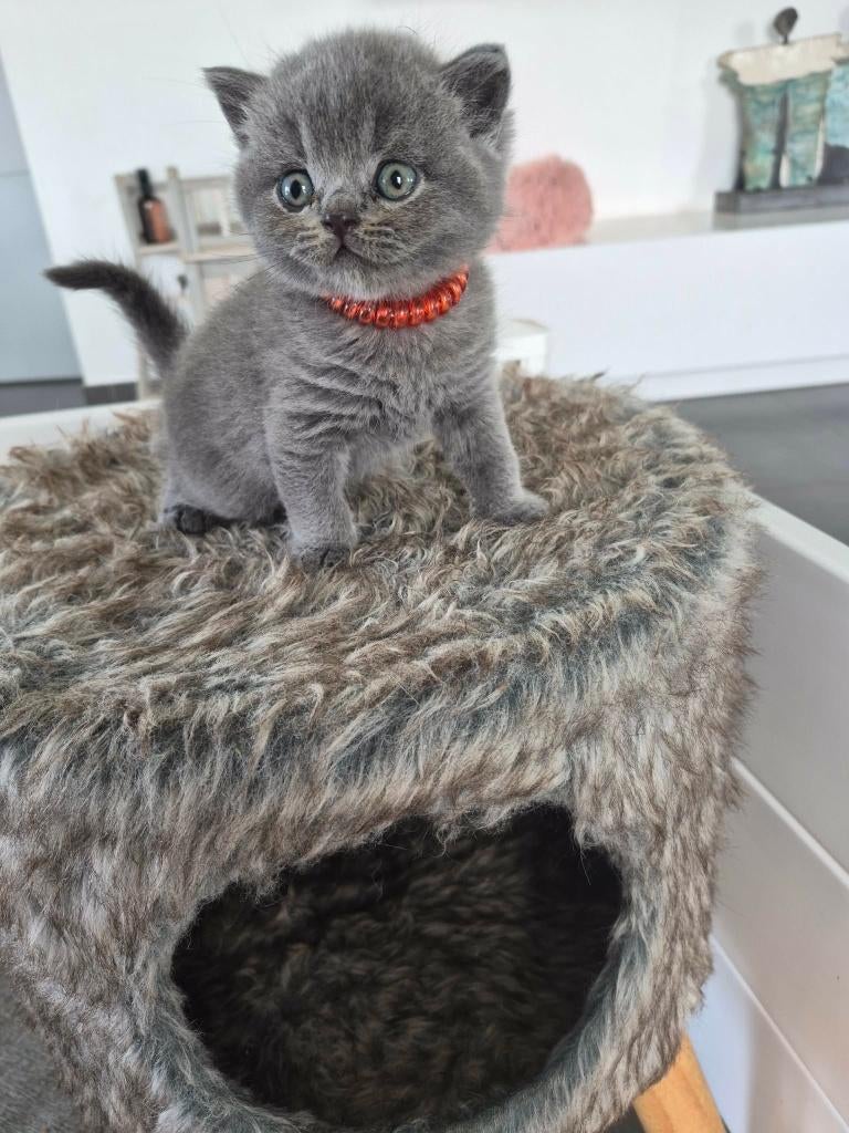 Prachtige sociale Britse Korthaar kittens met stamboom., Plusieurs animaux, Avec pedigree, 0 à 2 ans