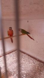 Opaline rouge/ lutino kweekman is gewoon de man