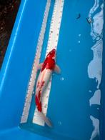 50 cm sanke koi, Dieren en Toebehoren, Vissen | Vijvervissen, Karper of Koi