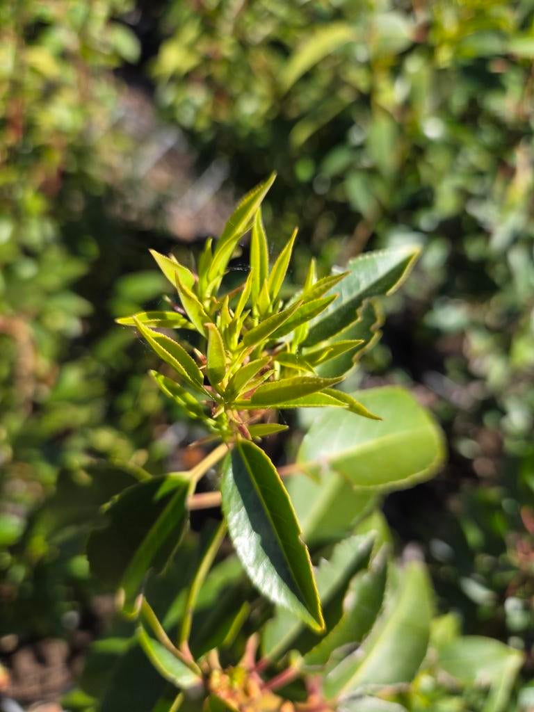 Haie de lauriers portugais en pot OP = OP !, Enlèvement ou Envoi