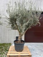 Olijfboom andalusie, Tuin en Terras, Ophalen