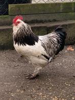 Jonge haan te koop, Dieren en Toebehoren, Pluimvee, Mannelijk, Kip