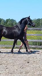 allround merrie, Dieren en Toebehoren, Merrie, L, 7 tot 10 jaar, Met stamboom