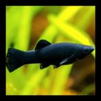 Black molly´s te koop wegens overbevolking