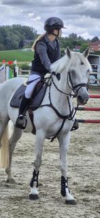 Sport paard, Dieren en Toebehoren, Paarden, Gechipt, Springpaard, Minder dan 160 cm, Ruin