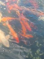 Oranje koi, Dieren en Toebehoren